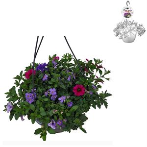 Afbeelding van Hp27 multi Mix 12